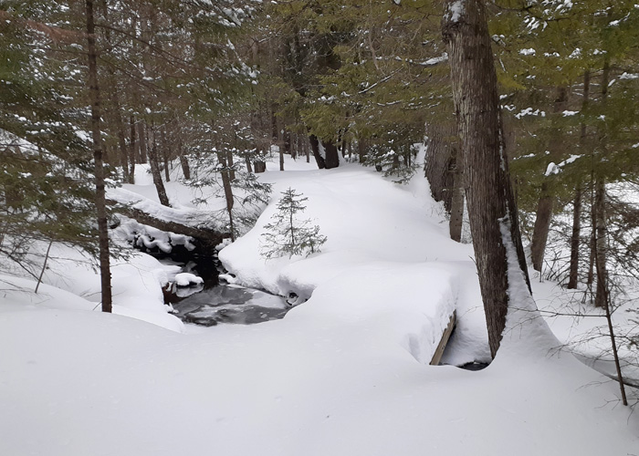 Pine Marten Pathway NE trail bridge