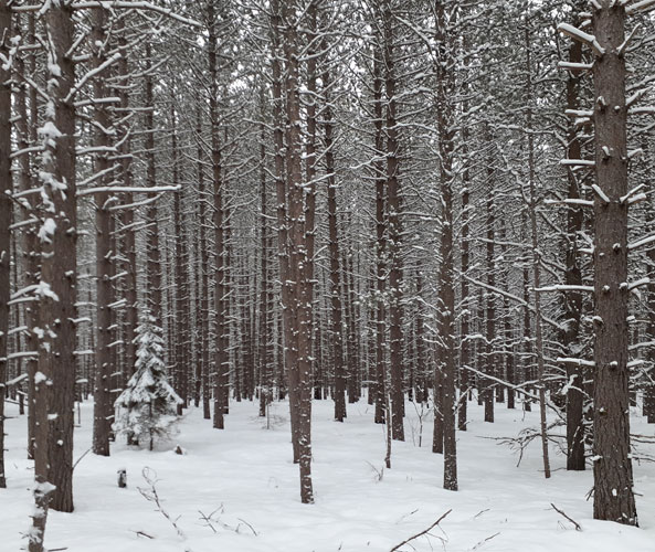 red pines along Indian River western Pine Marten Run