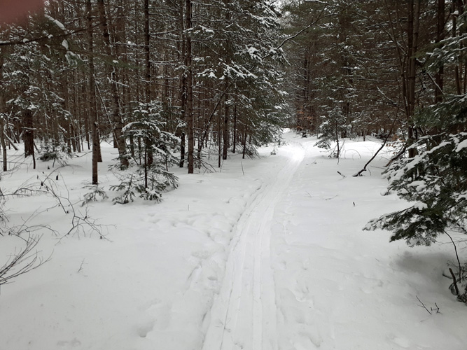 Pine Marten East Trailhead trail