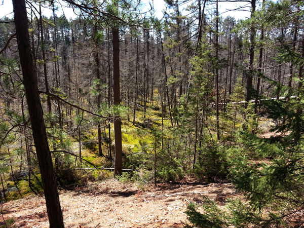 looking down on wetland from ridge Rapid River Ski Trail