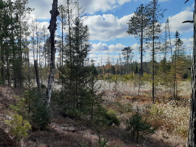 mature bog flowers on Rapid River Ski trail