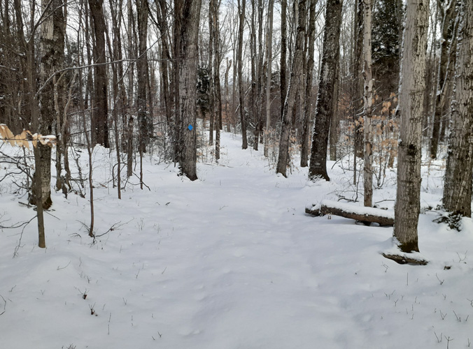 Hardwoods Trail at Seney Wildlife Refuge Nov 29