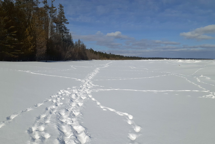 tracks in snow at Thompson beach Feb 25