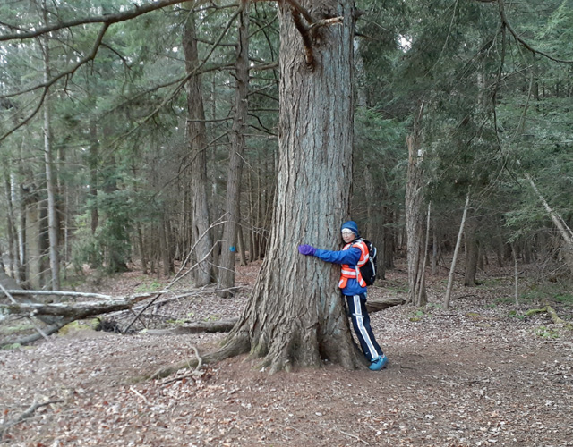 large hemlock on the Days River Nature Trail