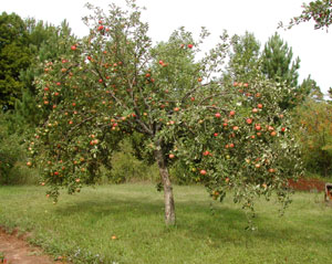 photo apple tree in fruit
