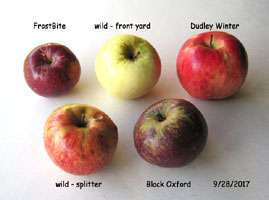 apple varieties end Sept