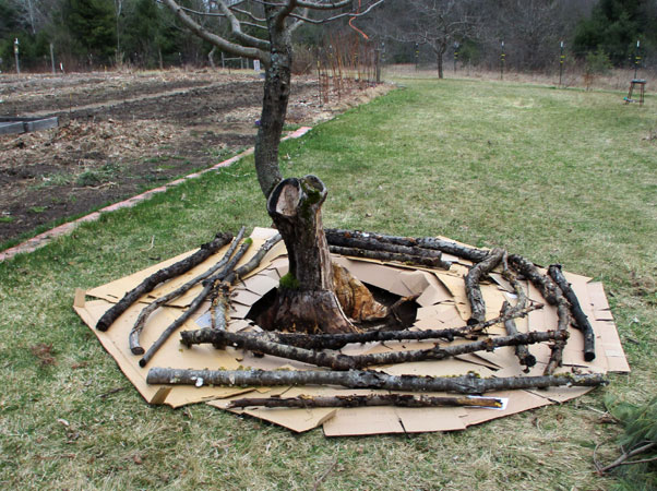 cardboard mulch around BeaconS tree