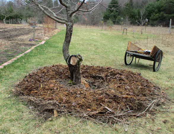 final layer of sawdust on mushroom bed around Beacon tree