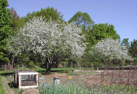 photo apple trees full bloom
