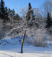 wild seedling tree Bulero