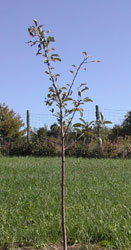 Dudley Winter seedling