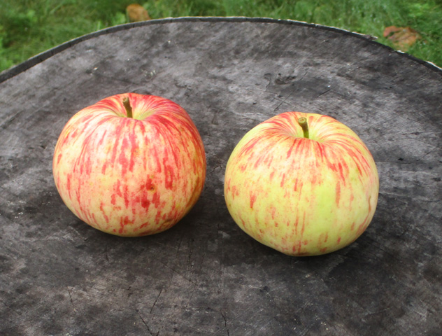 Honeycrisp Apple - Fedco Trees