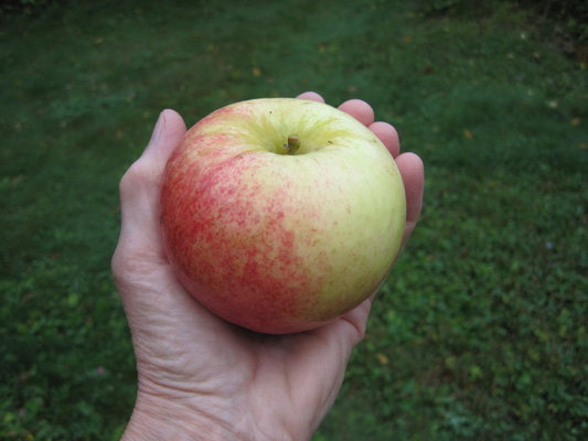 Goodland apple