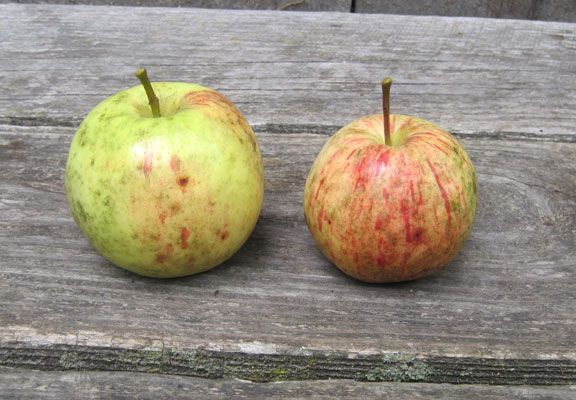 Nutting Bumpus apples