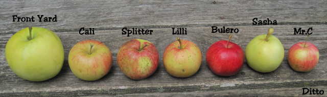 wild names apples