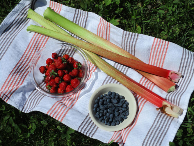 early strawberries, haskaps, rhubarb