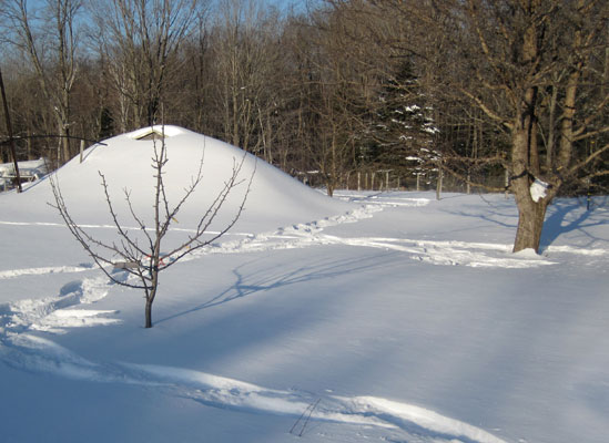 orchard snow tracks pears