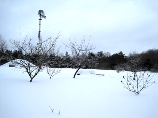 February snow 2019 orchard