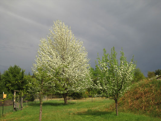 pear blossoms