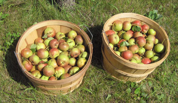 Stacey pears in baskets