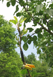 graft on mature Stacey pear