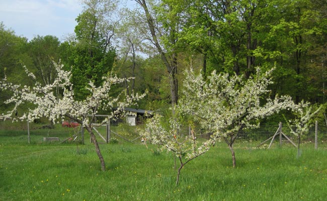 plum trees in full bloom